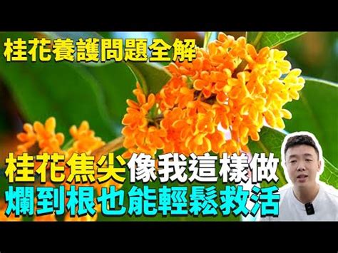 桂花種不活|桂花用土扦插“难成活”，老园艺师教你“水培”扦插法，30天生根